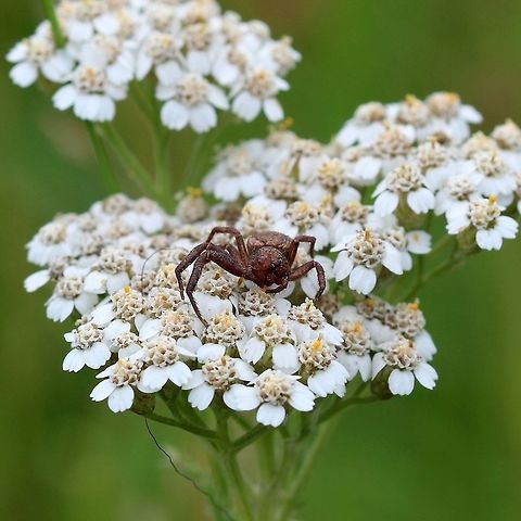 A crab spider on Yarrow (Achillea millefolium) flowers Possibly a species of Xysticus (Xysticus ampullatus? Xysticus ampullatus?) or something related. Waiting on Yarrow flowers in a pasture. This spider has suffered an injury resulting in the loss of two legs and part of the head. Arthropoda,Geotagged,Summer,Thomisidae,United States,Xysticus,arachnid,arthropod,crab spider,pasture,spider,yarrow