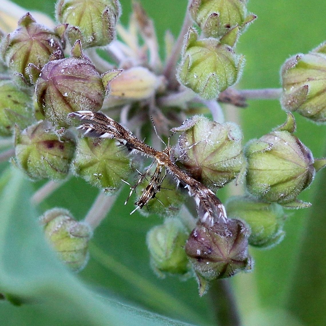 Dejongia lobidactylus In an old field with Common Milkweed (Asclepias syriaca), pasture grasses, goldenrods, willows, and small aspen, oak, and pine trees. Dejongia lobidactylus,Geotagged,Lepidoptera,Moth Week 2019,Pterophoridae,Summer,United States,insect,lobe-fingered plume moth,moth,plume moth