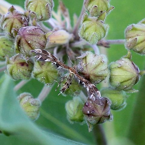 Dejongia lobidactylus In an old field with Common Milkweed (Asclepias syriaca), pasture grasses, goldenrods, willows, and small aspen, oak, and pine trees. Dejongia lobidactylus,Geotagged,Lepidoptera,Moth Week 2019,Pterophoridae,Summer,United States,insect,lobe-fingered plume moth,moth,plume moth