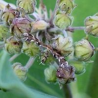 Dejongia lobidactylus In an old field with Common Milkweed (Asclepias syriaca), pasture grasses, goldenrods, willows, and small aspen, oak, and pine trees. Dejongia lobidactylus,Geotagged,Lepidoptera,Moth Week 2019,Pterophoridae,Summer,United States,insect,lobe-fingered plume moth,moth,plume moth