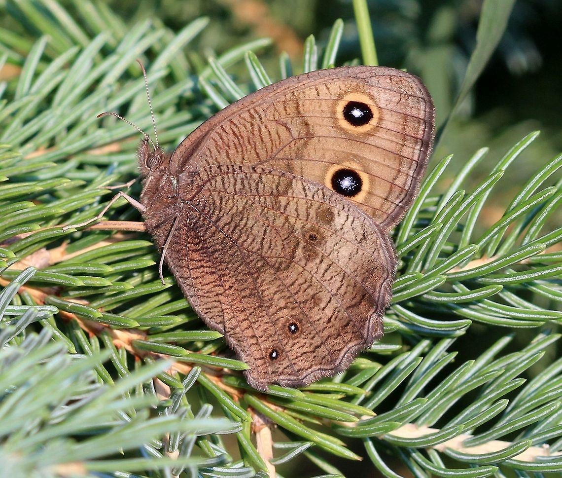 Cercyonis pegala In an old field with Common Milkweed (Asclepias syriaca), pasture grasses (including Poa pratensis &ndash; Kentucky Bluegrass), willows, and small aspen, oak, spruce, and pine trees. Brush-footed Butterflies,Cercyonis pegala,Common Wood Nymph,Common Wood-nymph,Geotagged,Lepidoptera,Nymphalidae,Summer,United States,butterfly,insect