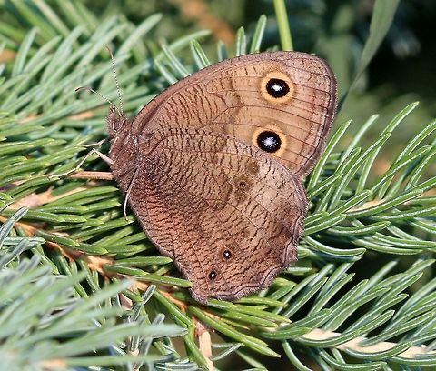 Cercyonis pegala In an old field with Common Milkweed (Asclepias syriaca), pasture grasses (including Poa pratensis – Kentucky Bluegrass), willows, and small aspen, oak, spruce, and pine trees. Brush-footed Butterflies,Cercyonis pegala,Common Wood Nymph,Common Wood-nymph,Geotagged,Lepidoptera,Nymphalidae,Summer,United States,butterfly,insect