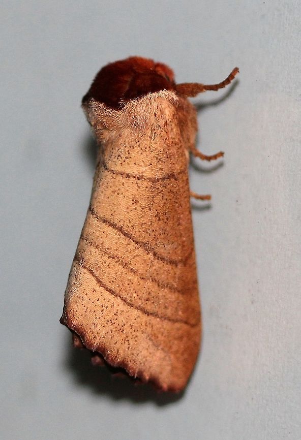 Datana ministra More common further south of MN where there are only a handful of previous reports. Datana ministra,Geotagged,Lepidoptera,Noctuoidea,Notodontidae,Summer,United States,Yellownecked caterpillar,insect,moth,moth week 2019