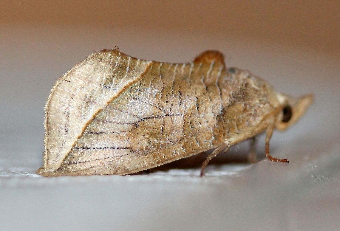 Calyptra canadensis Uncommon in MN with only a few reports. More common south and east. Calyptra canadensis,Canadian owlet,Erebidae,Geotagged,Lepidoptera,Noctuoidea,Summer,United States,insect,moth,moth week 2019