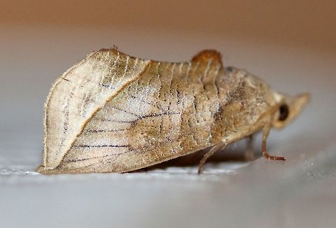 Calyptra canadensis Uncommon in MN with only a few reports. More common south and east. Calyptra canadensis,Canadian owlet,Erebidae,Geotagged,Lepidoptera,Noctuoidea,Summer,United States,insect,moth,moth week 2019