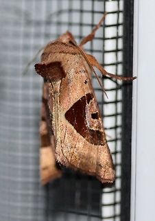 Conservula anodonta Another moth with only a handful of reports from MN. This species is uncommon and is found around the Great Lakes Region to New England with a few scattered reports from the Appalachians. Conservula anodonta,Geotagged,Lepidoptera,Noctuidae,Phlogophorini,Sharp Angle Shades,Summer,United States,insect,moth,moth week 2019