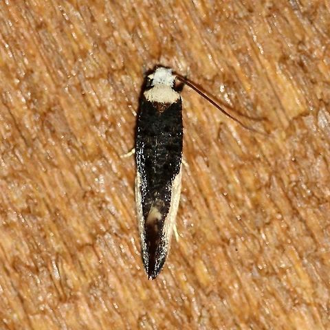 Monopis monachella  Geotagged,Lepidoptera,Monopis monachella,Summer,Tineidae,United States,insect,moth,moth week 2019