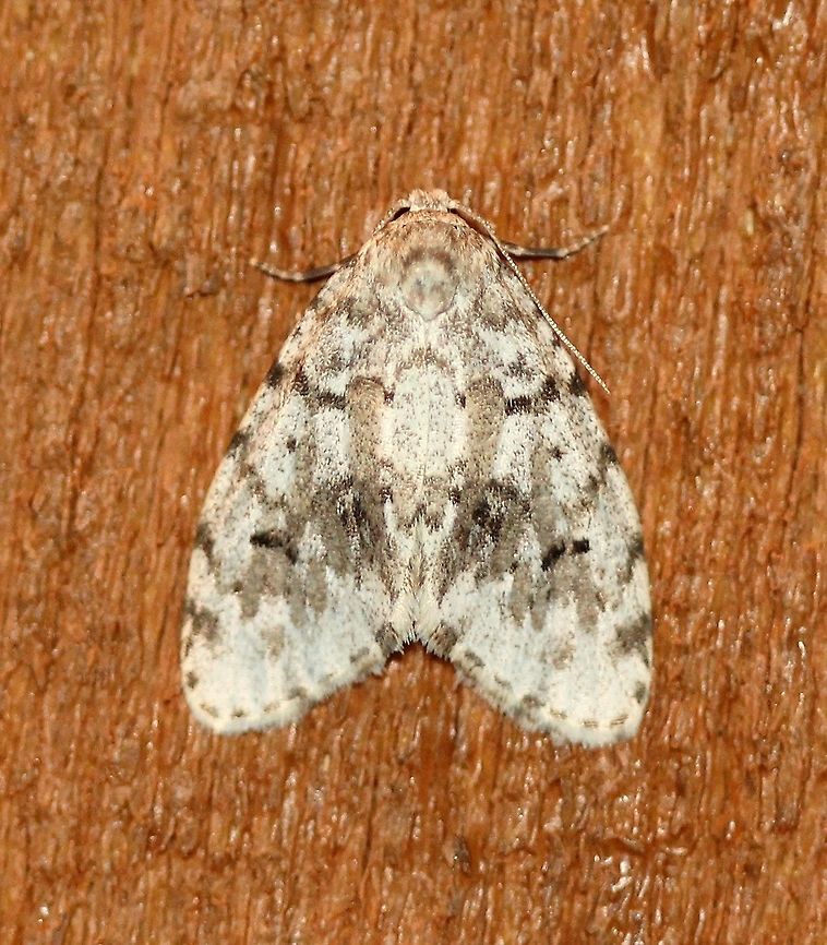 Clemensia albata  Arctiinae,Clemensia albata,Erebidae,Geotagged,Lepidoptera,Lithosiini,Little white lichen moth,Noctuoidea,Summer,United States,insect,moth,moth week 2019