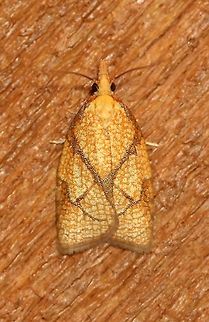 Cenopis reticulatana  Cenopis reticulatana,Geotagged,Lepidoptera,Reticulated Fruitworm,Reticulated Sparganothis,Sparganothini,Sparganothis reticulatana,Summer,Tortricidae,United States,insect,moth,moth week 2019