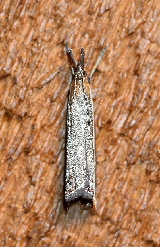Raphiptera argillaceellus  Crambidae,Geotagged,Lepidoptera,Pyraloidea,Raphiptera,Raphiptera argillaceellus,Summer,United States,insect,moth,moth week 2019