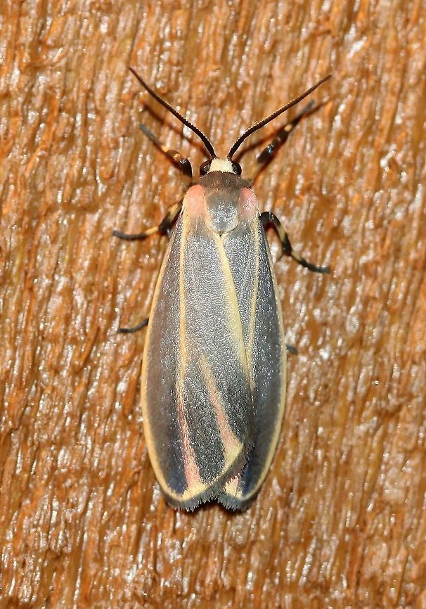 Hypoprepia fucosa  Arctiinae,Erebidae,Geotagged,Hypoprepia fucosa,Lepidoptera,Lithosiini,Noctuoidea,Painted Lichen Moth,Painted lichen moth,Summer,United States,insect,moth,moth week 2019