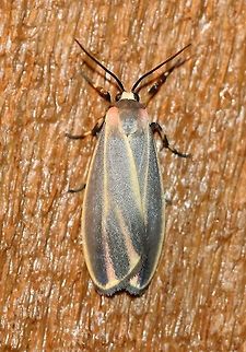 Hypoprepia fucosa  Arctiinae,Erebidae,Geotagged,Hypoprepia fucosa,Lepidoptera,Lithosiini,Noctuoidea,Painted Lichen Moth,Painted lichen moth,Summer,United States,insect,moth,moth week 2019