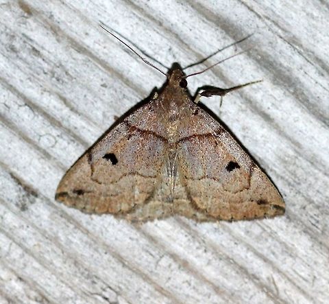 Zanclognatha laevigata  Erebidae,Geotagged,Herminiinae,Lepidoptera,Litter Moths,Noctuoidea,Owlet Moths,Summer,United States,Variable Fan-Foot,Variable Zanclognatha,Zanclognatha laevigata,insect,moth,moth week 2019