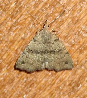 Phalaenostola eumelusalis  Dark Phalaenostola,Erebidae,Geotagged,Herminiinae,Lepidoptera,Litter Moths,Noctuoidea,Owlet Moths,Phalaenostola eumelusalis,Punctuated Owlet,Summer,United States,insect,moth,moth week 2019