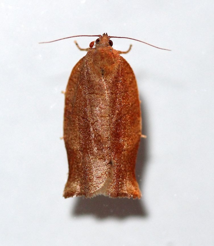 Archips? Appears to be a species of Archips. Archipini,Archips,Geotagged,Lepidoptera,Summer,Tortricidae,Tortricinae,Tortricoidea,United States,insect,moth,moth week 2019