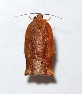 Archips? Appears to be a species of Archips. Archipini,Archips,Geotagged,Lepidoptera,Summer,Tortricidae,Tortricinae,Tortricoidea,United States,insect,moth,moth week 2019