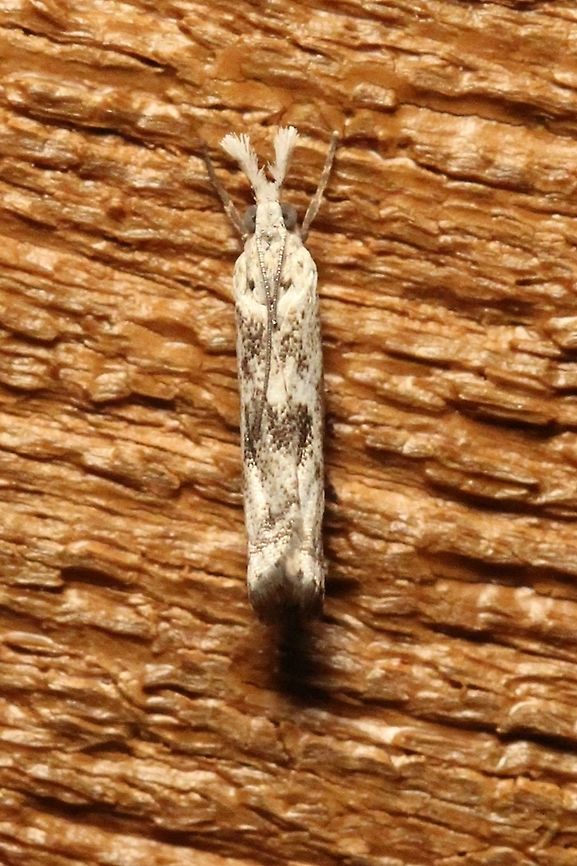 Prionapteryx achatina  Crambidae,Geotagged,Lepidoptera,Prionapterygini,Prionapteryx achatina,Pyraloidea,Summer,United States,insect,moth,moth week 2019