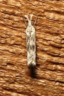 Prionapteryx achatina  Crambidae,Geotagged,Lepidoptera,Prionapterygini,Prionapteryx achatina,Pyraloidea,Summer,United States,insect,moth,moth week 2019