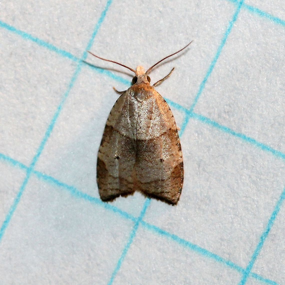 Coelostathma discopunctana  Batman Moth,Coelostathma discopunctana,Geotagged,Lepidoptera,Sparganothini,Summer,Tortricidae,United States,insect,moth,moth week 2019