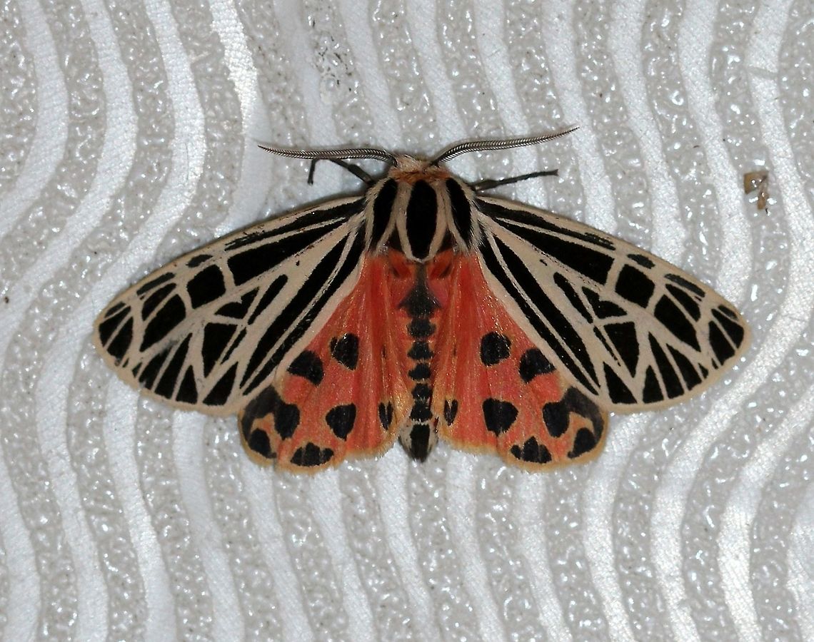 Grammia virgo (synonym Apantesis virgo) I got this moth to spread its wings when I tried to pick it up and move it to a safer place (it is on my footstool). Apantesis virgo,Arctiinae,Erebidae,Geotagged,Grammia virgo,Lepidoptera,Noctuoidea,Summer,United States,Virgin tiger moth,insect,moth,moth week 2019,tiger moth