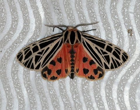 Grammia virgo (synonym Apantesis virgo) I got this moth to spread its wings when I tried to pick it up and move it to a safer place (it is on my footstool). Apantesis virgo,Arctiinae,Erebidae,Geotagged,Grammia virgo,Lepidoptera,Noctuoidea,Summer,United States,Virgin tiger moth,insect,moth,moth week 2019,tiger moth