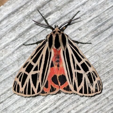 Grammia virgo (synonym Apantesis virgo)  Apantesis virgo,Arctiinae,Erebidae,Geotagged,Grammia virgo,Lepidoptera,Noctuoidea,Summer,United States,Virgin tiger moth,insect,moth,moth week 2019,tiger moth