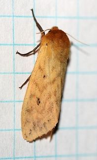 Pyrrharctia isabella (Isabella Tiger Moth, Wooly Bear Moth)  Arctiinae,Arctiini,Banded woolly bear,Geotagged,Isabella Tiger Moth,Lepidoptera,Noctuoidea,Pyrrharctia isabella,Spilosomina,Summer,United States,insect,moth,moth week 2019,tiger moth