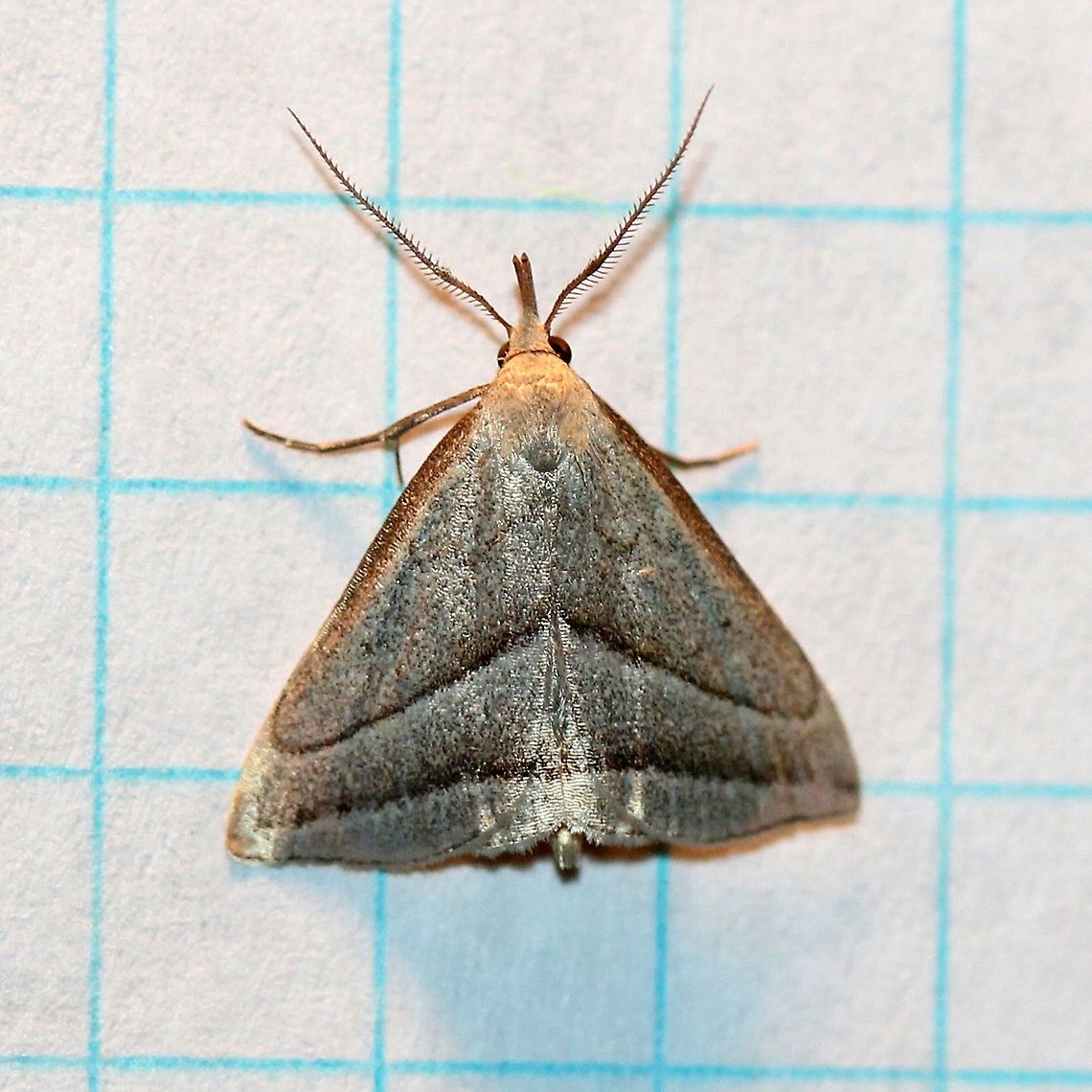 Macrochilo absorptalis  Erebidae,Geotagged,Herminiinae,Lepidoptera,Macrochilo absorptalis,Noctuoidea,Owlet Moths,Slant-lined Owlet,Summer,United States,insect,litter moths,moth,moth week 2019