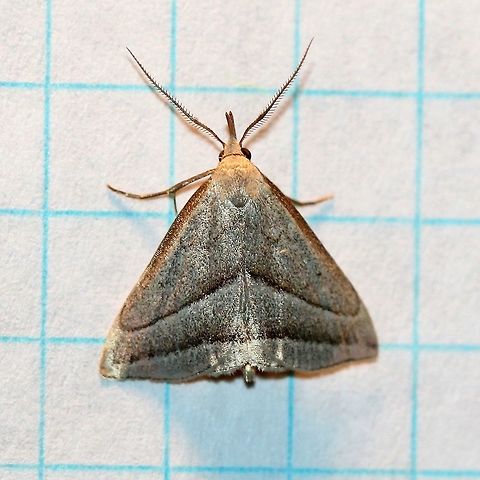 Macrochilo absorptalis  Erebidae,Geotagged,Herminiinae,Lepidoptera,Macrochilo absorptalis,Noctuoidea,Owlet Moths,Slant-lined Owlet,Summer,United States,insect,litter moths,moth,moth week 2019