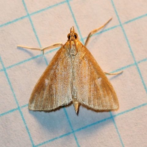 Nascia acutellus  Crambid Snout Moths,Crambidae,Geotagged,Lepidoptera,Nascia acutellus,Pyraloidea,Pyraustinae,Snout Moths,Streaked orange moth,Summer,United States,insect,moth,moth week 2019