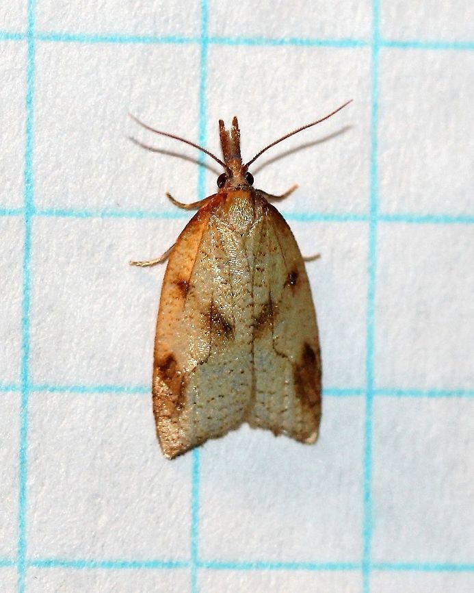 Sparganothis xanthoides  Geotagged,Lepidoptera,Sparganothini,Sparganothis xanthoides,Summer,Tortricidae,Tortricinae,United States,insect,moth,moth week 2019