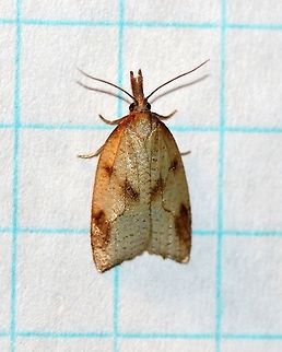 Sparganothis xanthoides  Geotagged,Lepidoptera,Sparganothini,Sparganothis xanthoides,Summer,Tortricidae,Tortricinae,United States,insect,moth,moth week 2019