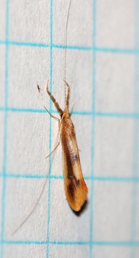 Triaenodes sp. Triaenodes tardus and Triaenodes injusta are possibilities. Caddisflies,Geotagged,Integripalpia,Leptoceridae,Long-horned Caddisflies,Summer,Triaenodes,Triaenodes injusta,Triaenodes tardus,Trichoptera,United States,insect