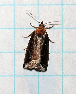 Capis curvata  Capis curvata,Curved Halter Moth,Eustrotiinae,Geotagged,Lepidoptera,Noctuidae,Noctuoidea,Owlet Moths,Summer,United States,insect,moth,moth week 2019