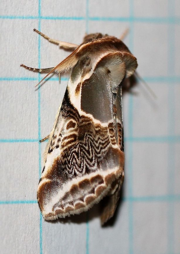 Habrosyne scripta  Drepanoidea,False Owlet Moths,Geotagged,Habrosyne scripta,Habrosynini,Hooktip Moths,Lepidoptera,Lettered Habrosyne,Lettered habrosyne,Summer,Thyatirinae,United States,insect,moth,moth week 2019