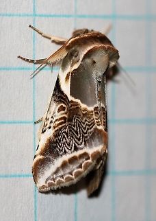 Habrosyne scripta  Drepanoidea,False Owlet Moths,Geotagged,Habrosyne scripta,Habrosynini,Hooktip Moths,Lepidoptera,Lettered Habrosyne,Lettered habrosyne,Summer,Thyatirinae,United States,insect,moth,moth week 2019