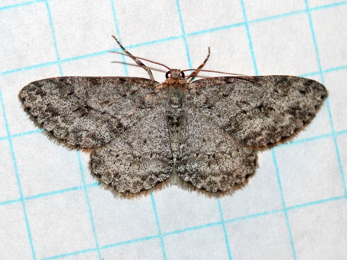 Ectropis crepuscularia  Ectropis crepuscularia,Ennominae,Geometridae,Geotagged,Lepidoptera,Small Engrailed,Summer,United States,insect,moth,moth week 2019