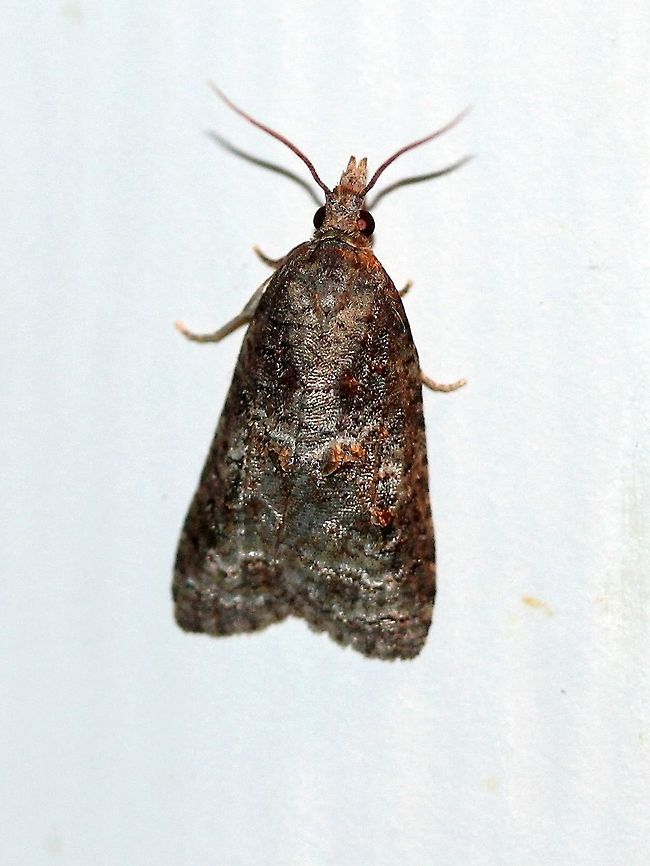 Platynota idaeusalis  Geotagged,Lepidoptera,Platynota idaeusalis,Sparganothini,Summer,Tortricidae,Tortricinae,Tufted Apple Bud Moth,Tufted apple bud moth,United States,insect,moth,moth week 2019