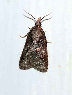 Platynota idaeusalis  Geotagged,Lepidoptera,Platynota idaeusalis,Sparganothini,Summer,Tortricidae,Tortricinae,Tufted Apple Bud Moth,Tufted apple bud moth,United States,insect,moth,moth week 2019