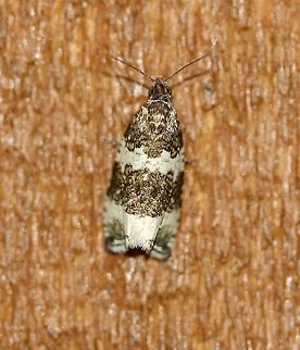 Olethreutes valdanum  Geotagged,Lepidoptera,Olethreutes,Olethreutes valdanum,Olethreutinae,Olethreutini,Summer,Tortricidae,Tortricoidea,United States,insect,moth,moth week 2019