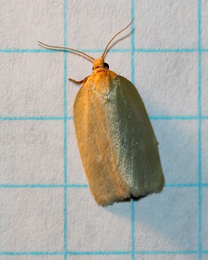 Xenotemna pallorana  Archipini,Geotagged,Lepidoptera,Summer,Tortricidae,Tortricinae,Tortricoidea,United States,Xenotemna,Xenotemna pallorana,insect,moth,moth week 2019