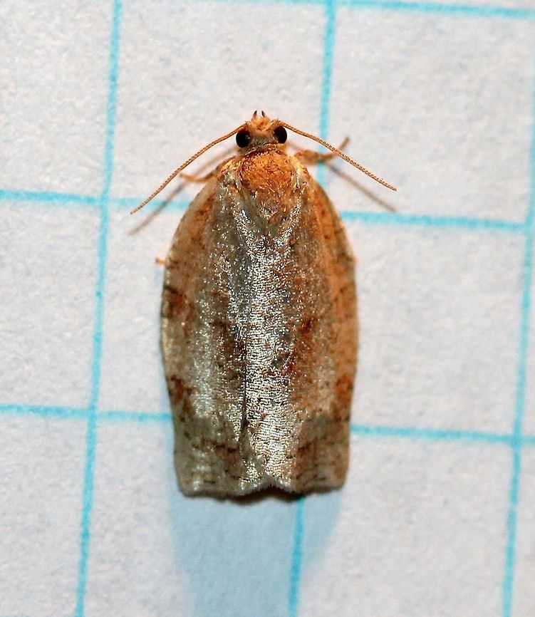 Archipini Might be Choristoneura rosaceana. Archipini,Choristoneura rosaceana,Geotagged,Lepidoptera,Summer,Tortricidae,Tortricinae,Tortricoidea,United States,insect,moth,moth week 2019