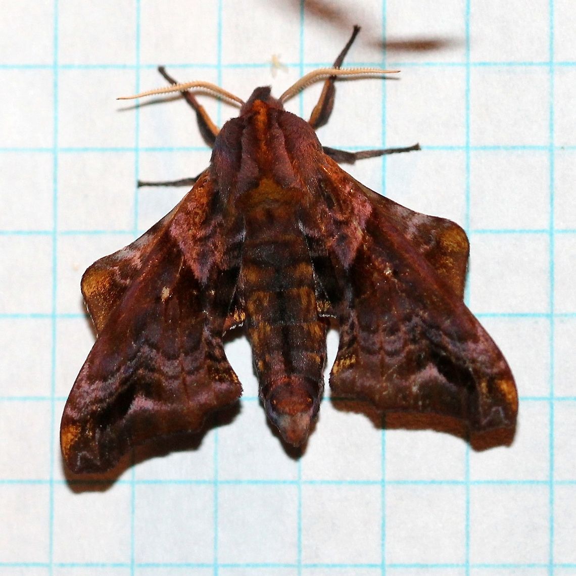 Paonias myops  Bombycoidea,Geotagged,Lepidoptera,Paonias myops,Small-Eyed Sphinx,Smerinthinae,Smerinthini,Sphingidae,Summer,United States,insect,moth,moth week 2019