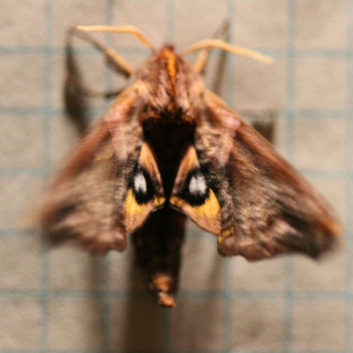 Paonias myops Eyespots. This moth just couldn't stay still. Bombycoidea,Geotagged,Lepidoptera,Paonias myops,Small-Eyed Sphinx,Smerinthinae,Smerinthini,Sphingidae,Summer,United States,eyespots,insect,moth,moth week 2019