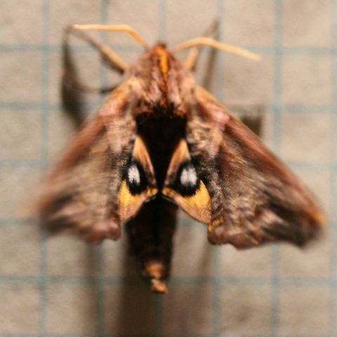 Paonias myops Eyespots. This moth just couldn't stay still. Bombycoidea,Geotagged,Lepidoptera,Paonias myops,Small-Eyed Sphinx,Smerinthinae,Smerinthini,Sphingidae,Summer,United States,eyespots,insect,moth,moth week 2019