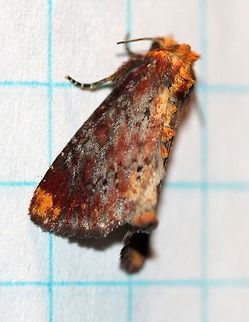 Achatodes zeae  Achatodes zeae,Apameini,Elder Shoot Borer,Geotagged,Lepidoptera,Noctuidae,Noctuinae,Noctuoidea,Summer,United States,insect,moth,moth week 2019