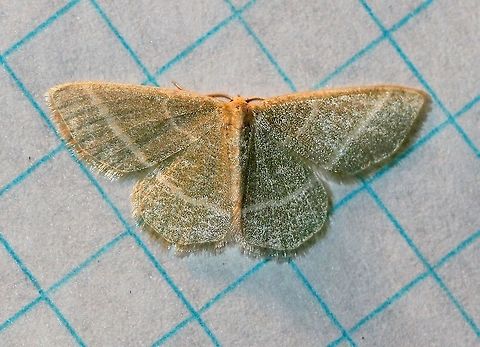 Chlorochlamys chloroleucaria  Blackberry Looper,Chlorochlamys chloroleucaria,Emeralds,Geometridae,Geometrinae,Geotagged,Hemitheini,Lepidoptera,Summer,United States,insect,moth,moth week 2019