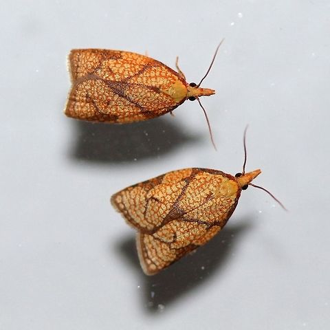 Cenopis reticulatana  Cenopis reticulatana,Geotagged,Lepidoptera,Reticulated Fruitworm,Reticulated Sparganothis,Sparganothini,Sparganothis reticulatana,Summer,Tortricidae,United States,moth,moth week 2019