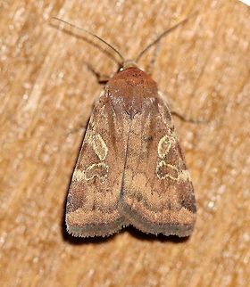 Cryptocala acadiensis  Catocaline Dart,Cryptocala acadiensis,Dart Moths,Geotagged,Lepidoptera,Noctuidae,Noctuinae,Summer,United States,insect,moth,moth week 2019