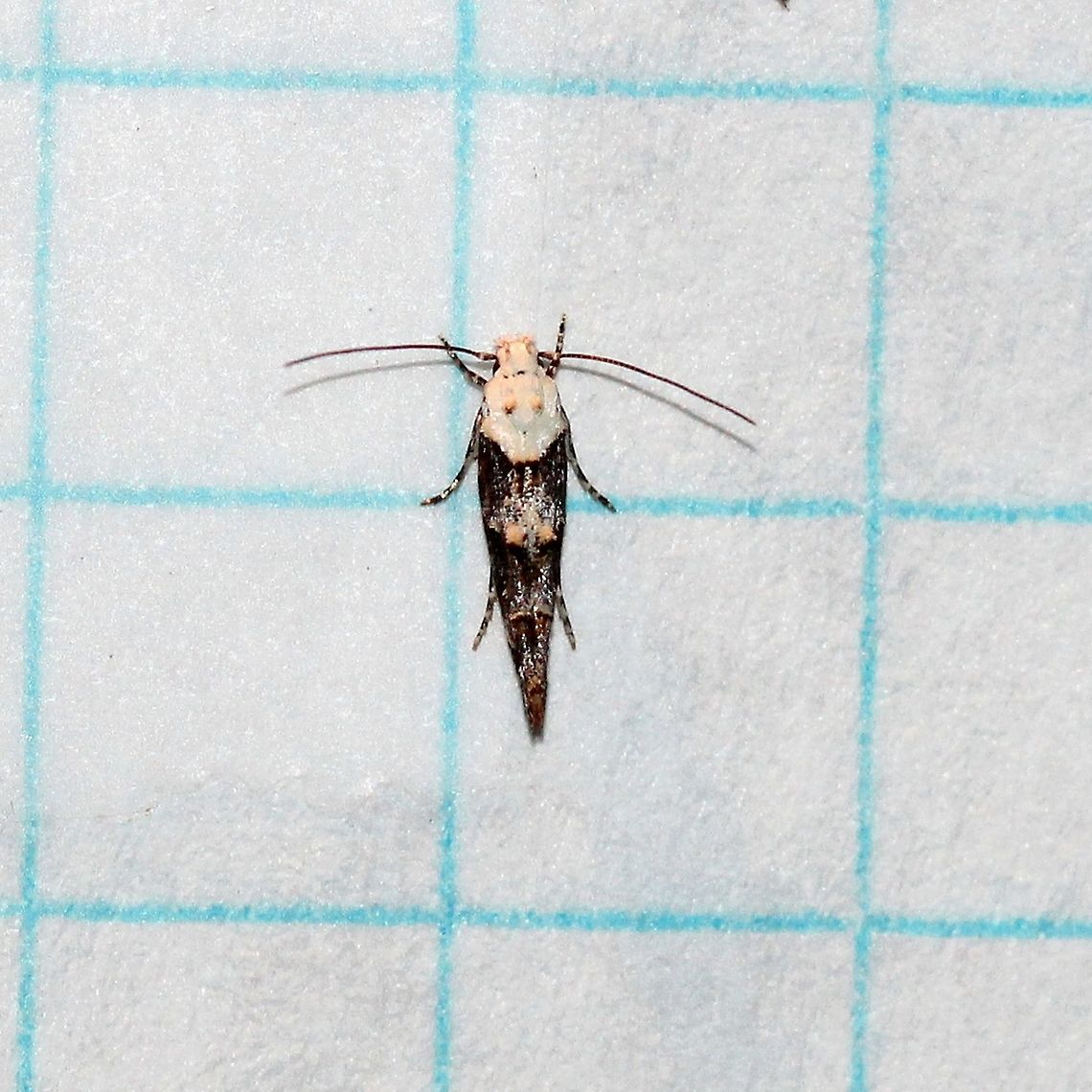 Mompha murtfeldtella Members of the genus Mompha are leaf, floral, and fruit miners specializing in plants from the Evening Primrose Family (Onagraceae) and the Loosestrife Family (Lythraceae). Mompha murtfeldtella feeds on Oenothera spp.<br />
<a href="http://www.microleps.org/Guide/Momphidae/index.html" rel="nofollow">http://www.microleps.org/Guide/Momphidae/index.html</a> Gelechioidea,Geotagged,Lepidoptera,Mompha murtfeldtella,Momphidae,Momphinae,Summer,Twirler Moths,United States,insect,micro-moth,micromoth,moth,moth week 2019